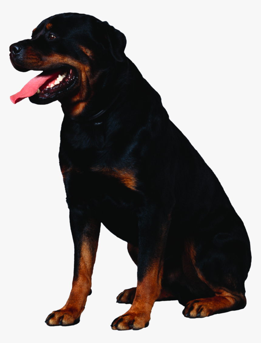 Dog Png, Download Png Image With Transparent Background, - Rottweiler Transparent Background, Png Download, Free Download