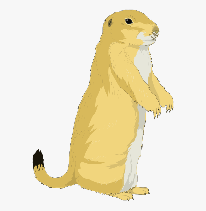 Squirrel Free To Use Clip Art - Black Tailed Prairie Dog Clipart, HD Png Download, Free Download