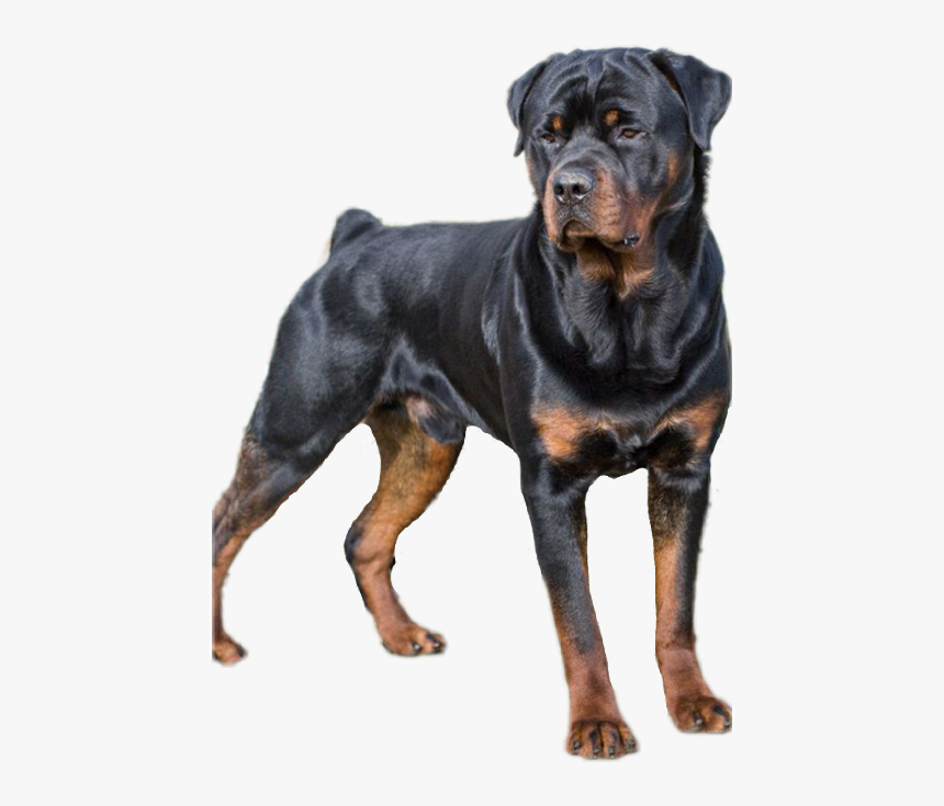 Head Clipart Rottweiler - Rottweiler Black And Brown Dog, HD Png Download, Free Download