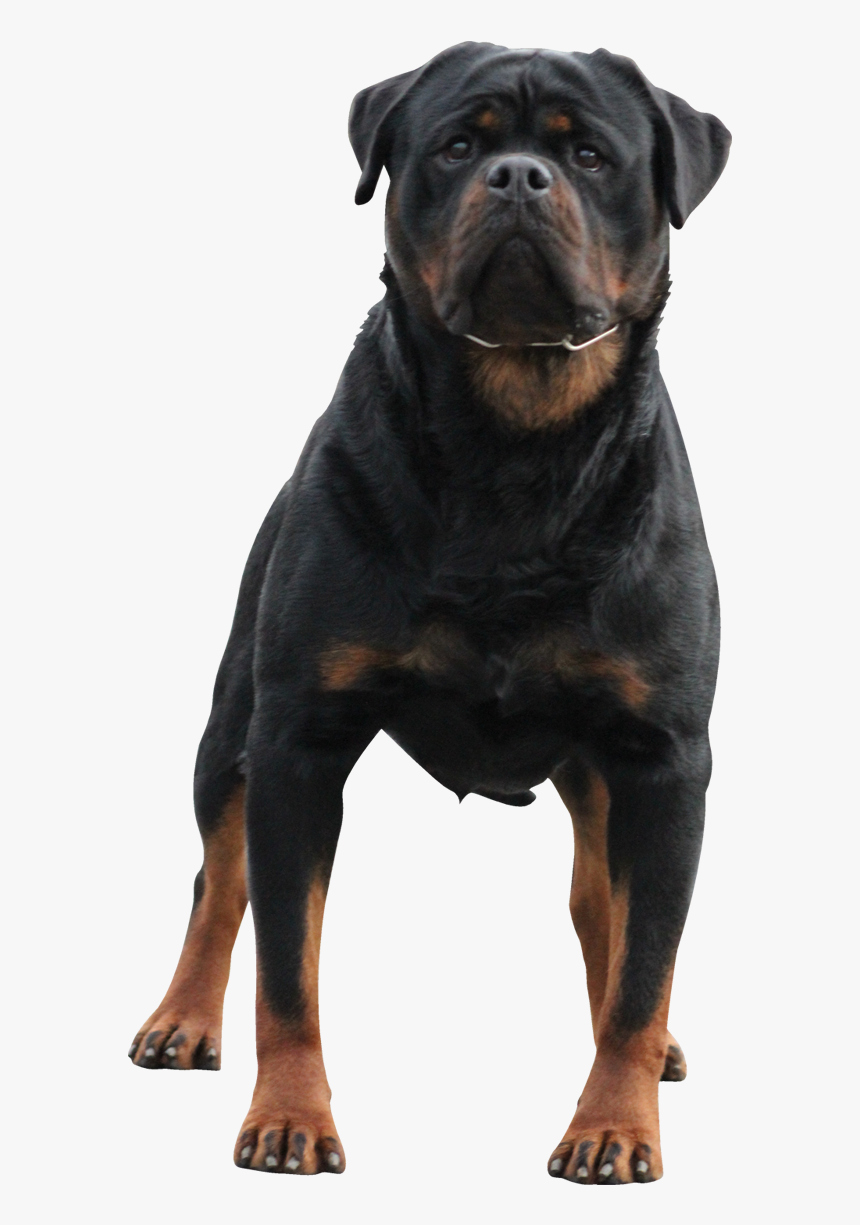 Rottweiler Transparent, HD Png Download, Free Download