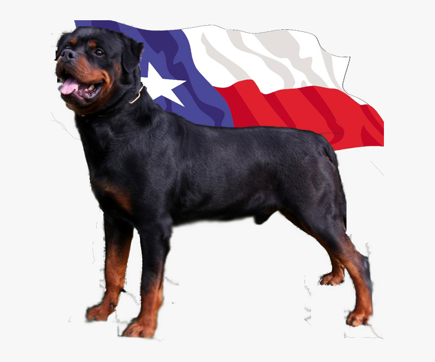 Rottweiler Texas, HD Png Download, Free Download