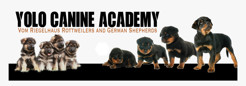 German Shepherd Puppies, HD Png Download, Free Download