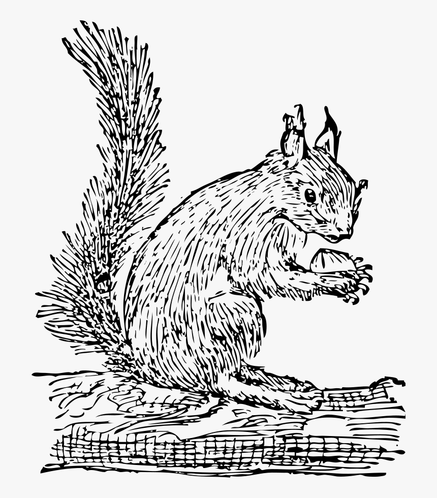 Squirrel Clip Art, HD Png Download - kindpng