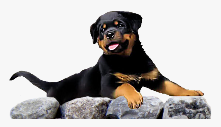 Logo - Dog Yawns, HD Png Download, Free Download