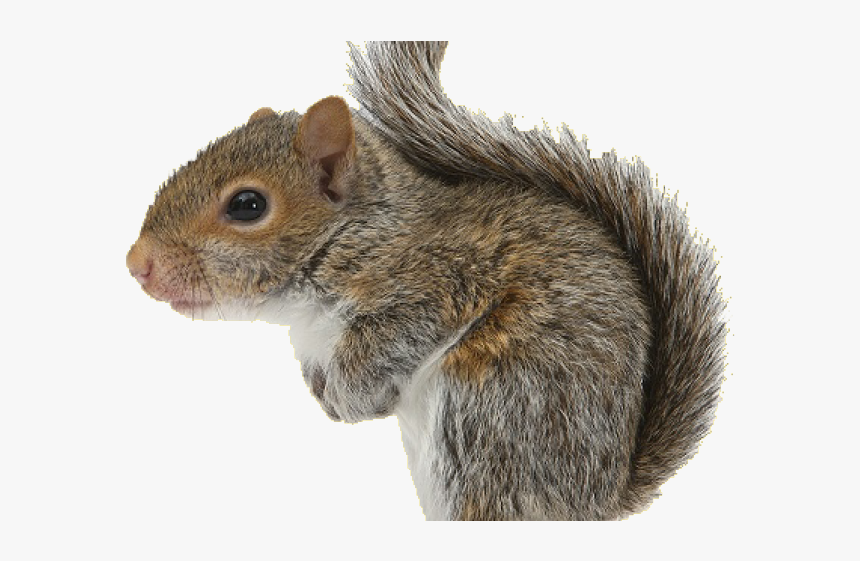 Squirrel Clipart Climb - Young Grey Squirrel, HD Png Download, Free Download