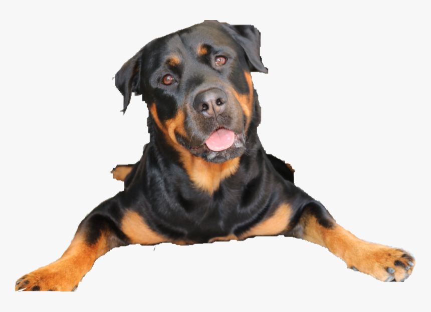 #rottweiler - Dog Yawns, HD Png Download, Free Download