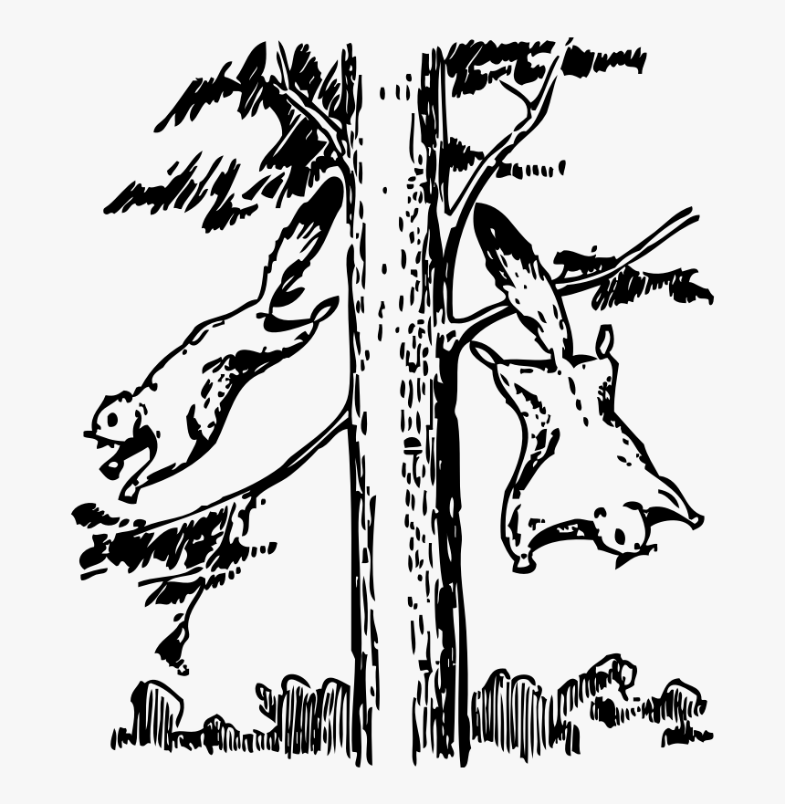 Clipart Squirrel Black And White On Tree - Flying Squirrel Clipart Black And White, HD Png Download, Free Download