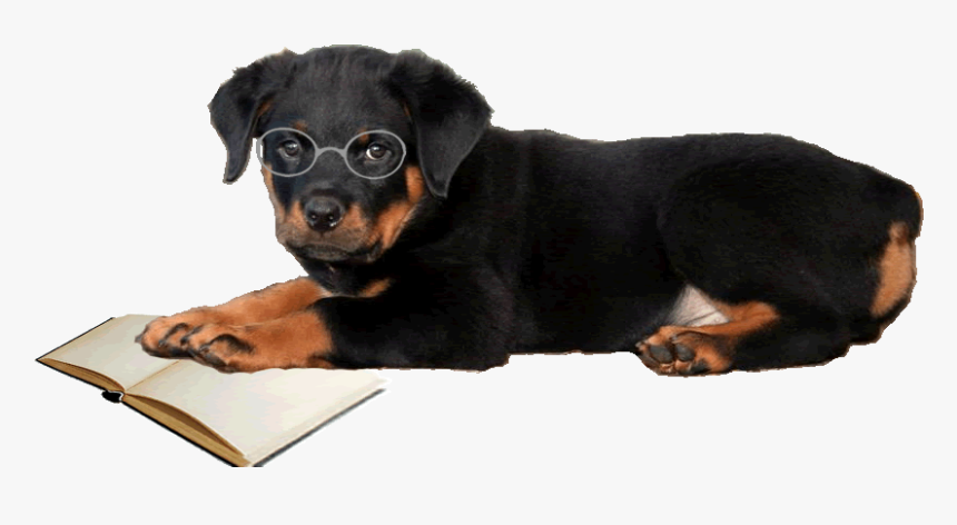 Clip Art Rottweilers Dogs Pictures - Companion Dog, HD Png Download, Free Download