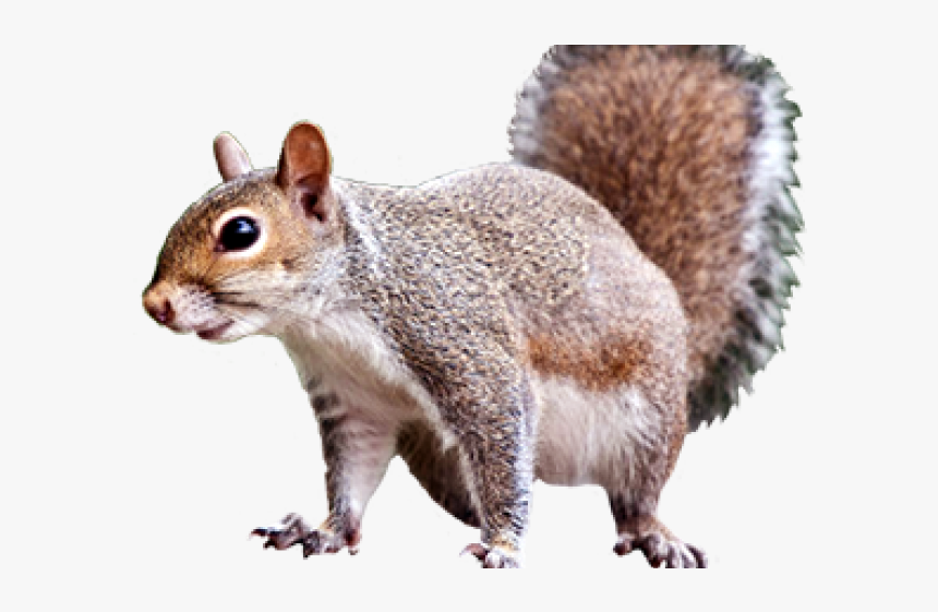 Gray Squirrel Clipart Transparent Background - Look Squirrel, HD Png Download, Free Download