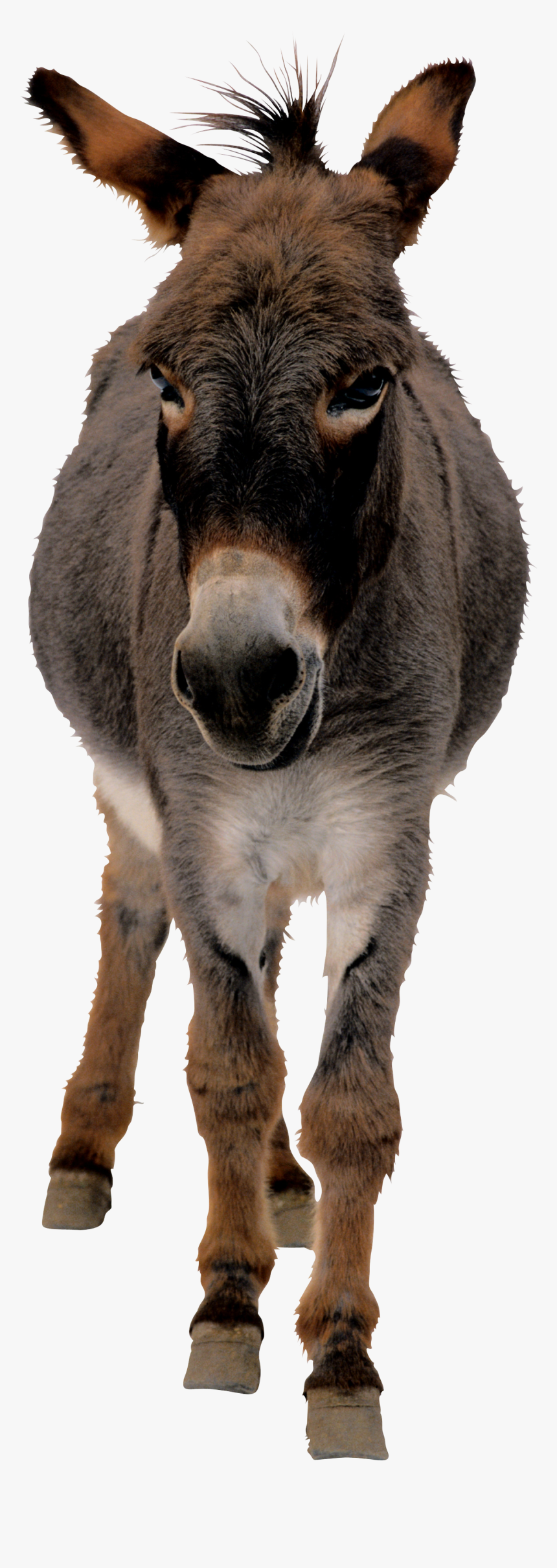 Donkey Transparent Png - Mian Bivi K Latifay, Png Download, Free Download