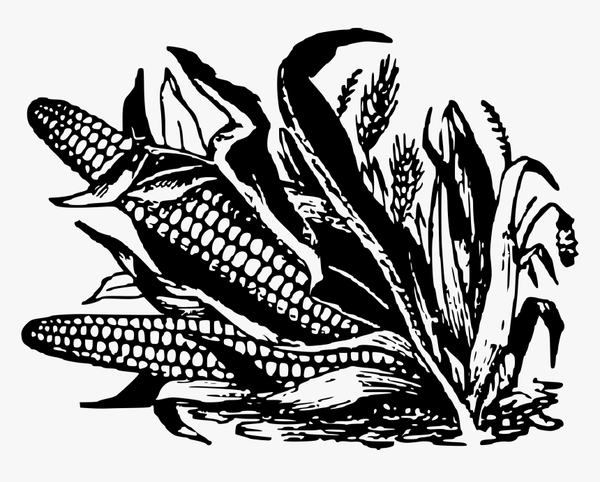 Corn Image In Black And White, HD Png Download, Free Download
