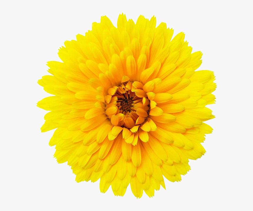 Png Single Flower - Single Flower Images Png, Transparent Png, Free Download