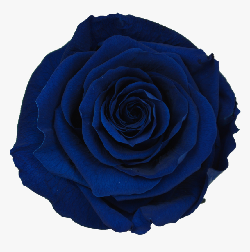 Single Flower Png, Transparent Png, Free Download