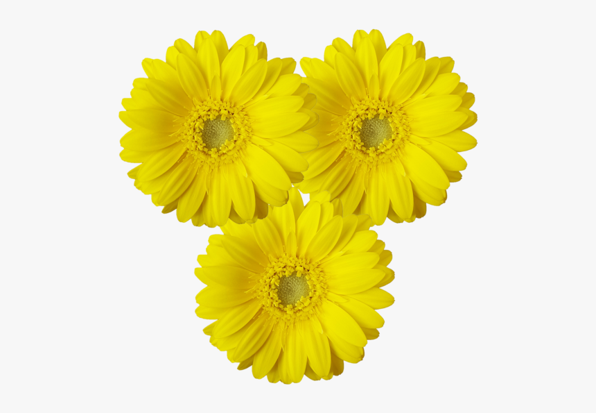 Transvaal Daisy, HD Png Download, Free Download