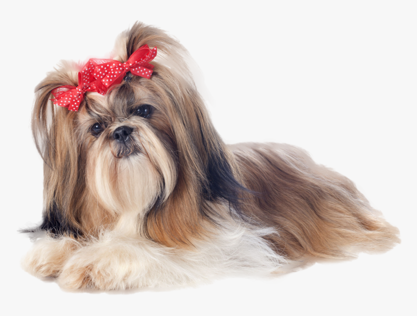 Transparent Shih Tzu Png - Shih Tzu With Bows, Png Download, Free Download