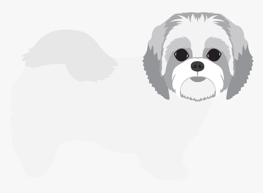 Tzu,carnivore,companion Dog,chinese Imperial Dog,l�wchen,kyi - Shih-poo, HD Png Download, Free Download