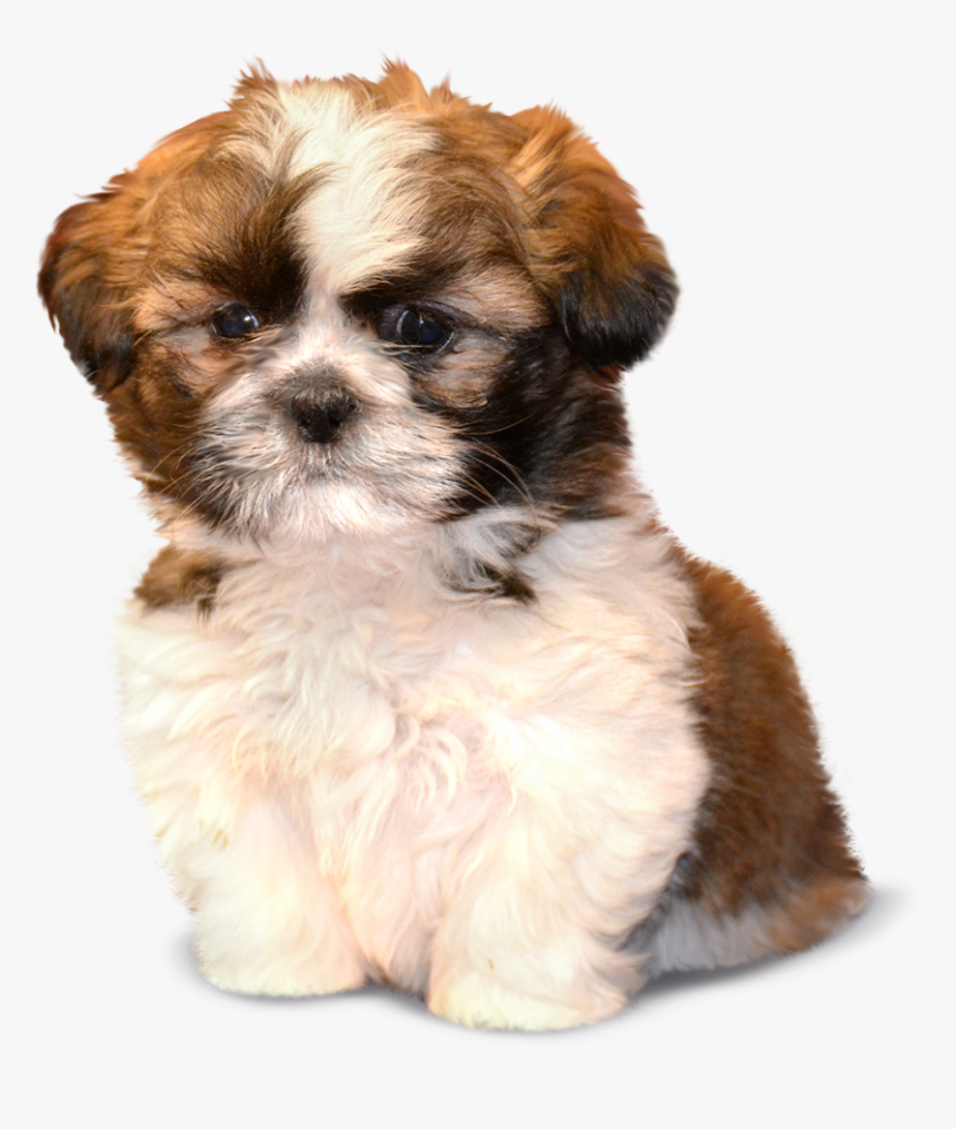 Transparent Shih Tzu Clipart - Morkie Shih Tzu Puppies, HD Png Download, Free Download