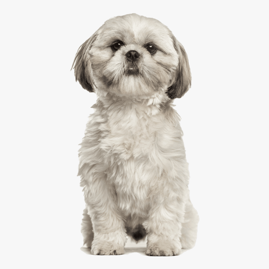 Shih Tzu - Transparent Shih Tzu Png, Png Download, Free Download