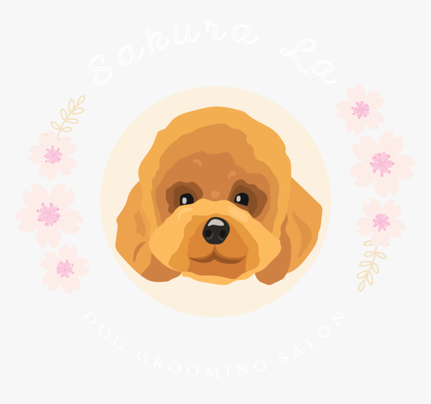 Continental Clip Shih Tzu Poodle - Toy Poodle, HD Png Download, Free Download
