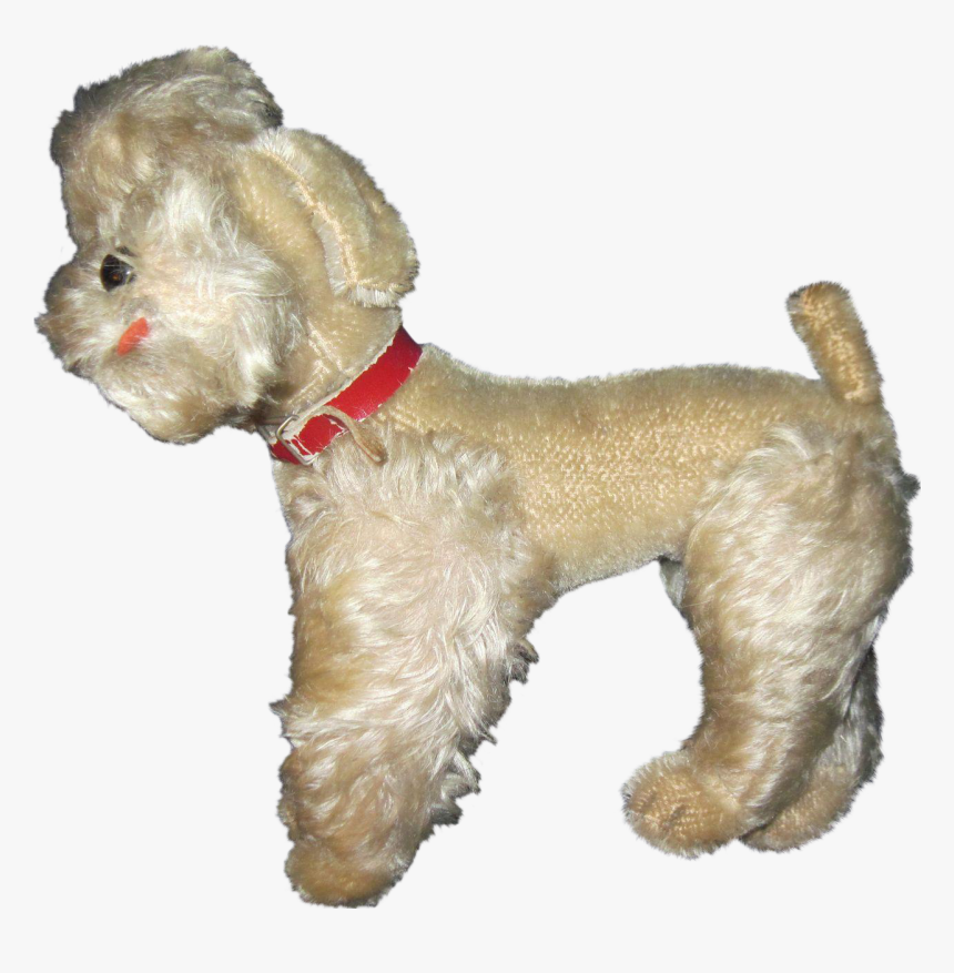 Miniature Poodle Schnoodle Shih Tzu Cockapoo - Companion Dog, HD Png Download, Free Download