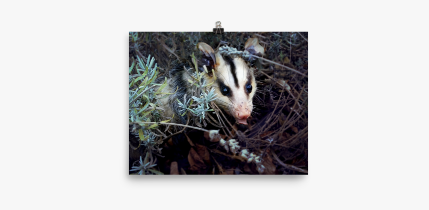 Badger, HD Png Download, Free Download