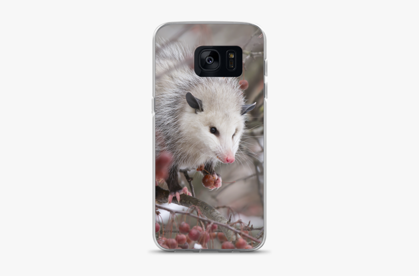 Possum, HD Png Download, Free Download