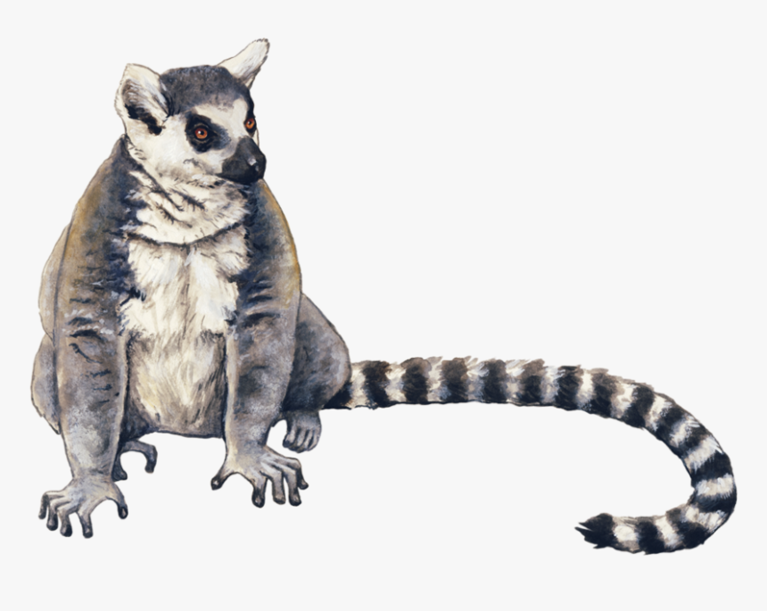 Lemur - Ring Tailed Lemur Png, Transparent Png, Free Download