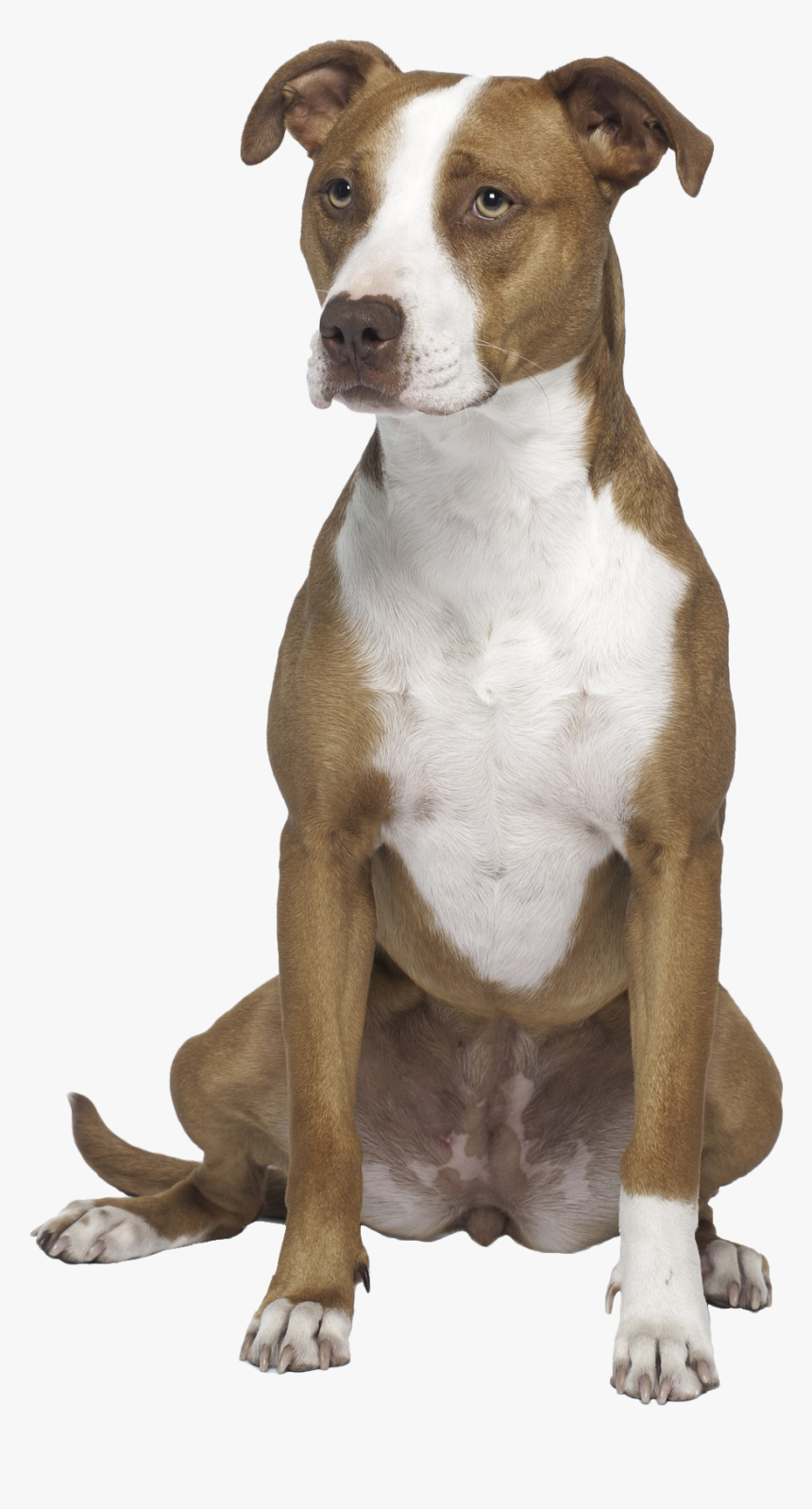 Transparent Pitbull Dog Png - American Pit Bull Terrier Png, Png Download, Free Download