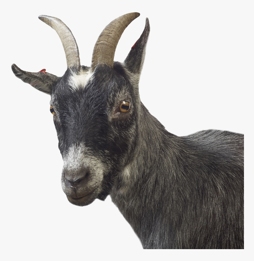 Picture - Goat, HD Png Download, Free Download
