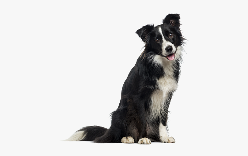 Border Collie English Collie Dog, HD Png Download, Free Download