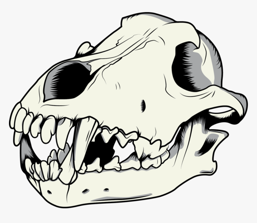 Gray Wolf Drawing Skull - Dog Skull Clipart, HD Png Download, Free Download