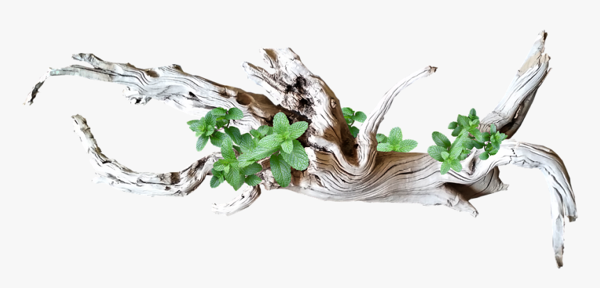 Driftwood, With, Leaves - Driftwood, HD Png Download, Free Download