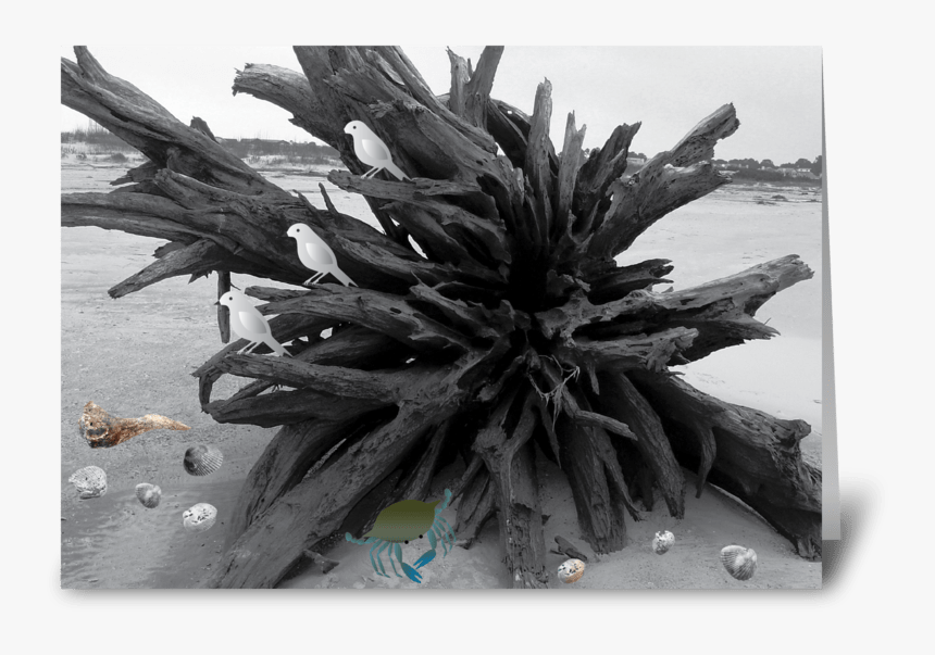 Driftwood Greeting Card - Agave Azul, HD Png Download, Free Download