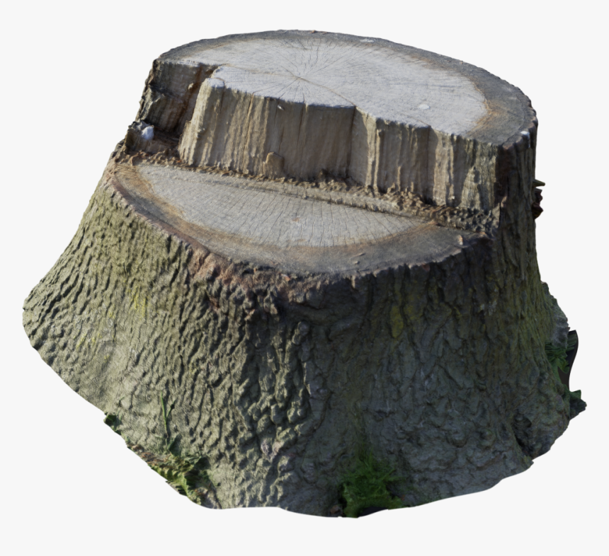 Scanned Tree Stump - Tree Stump Transparent, HD Png Download, Free Download