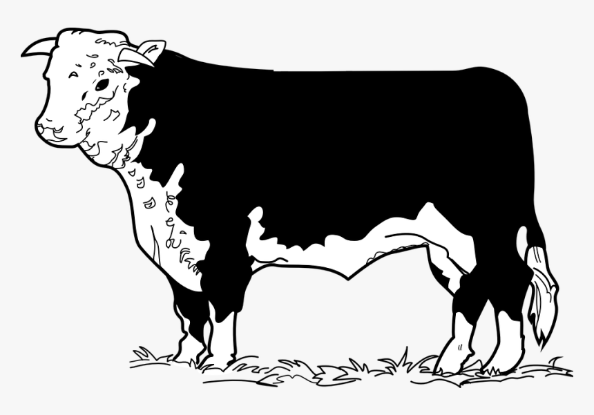 Cow, Grass, Standing, Animal, Pasture - Beef Cow Clip Art, HD Png Download, Free Download