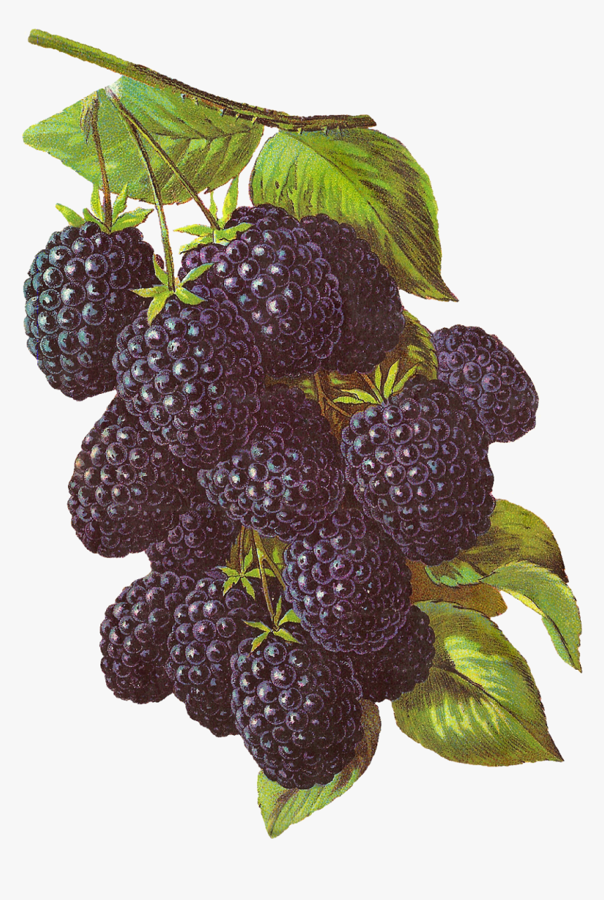 Rubus - Blackberry Fruit Illustration, HD Png Download, Free Download