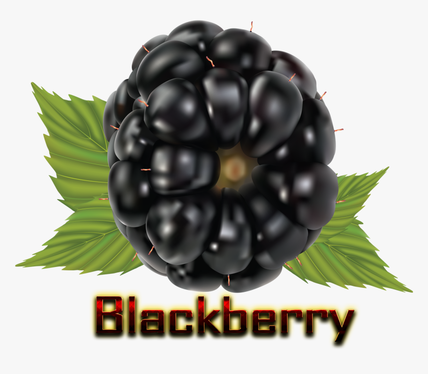 Blackberry Png Hd - Vector Graphics, Transparent Png, Free Download