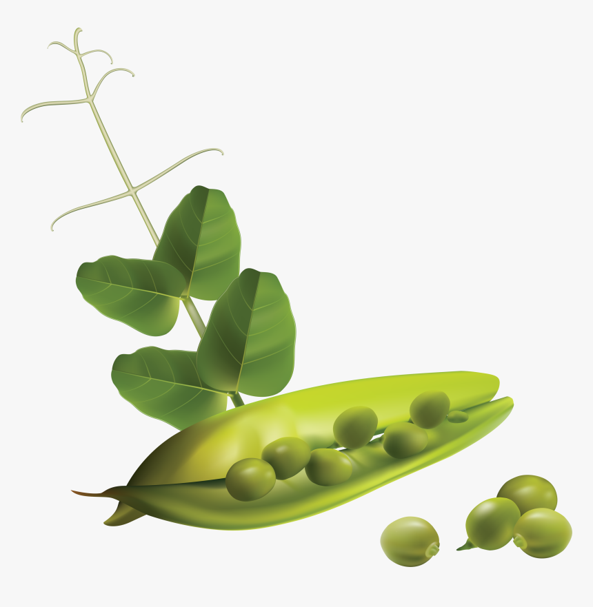 Pea Png - Pea Plant No Background, Transparent Png, Free Download