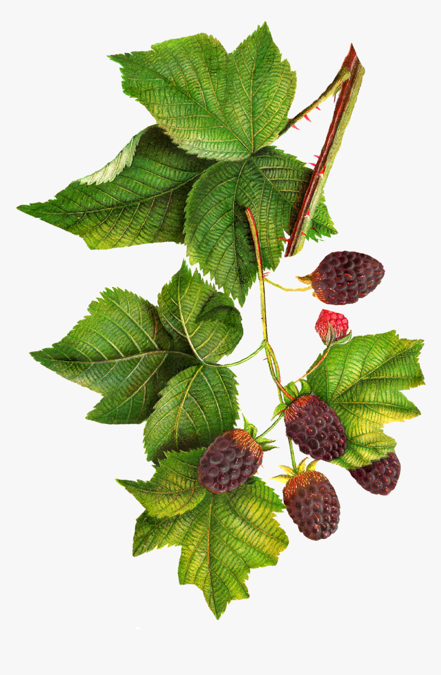 Jam Clipart Blackberry Jam - Botanical Illustration Blackberries Png, Transparent Png, Free Download