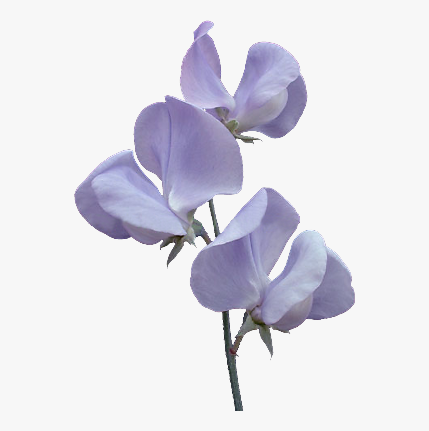 Sweet Pea Png - Sweetpea Png, Transparent Png, Free Download