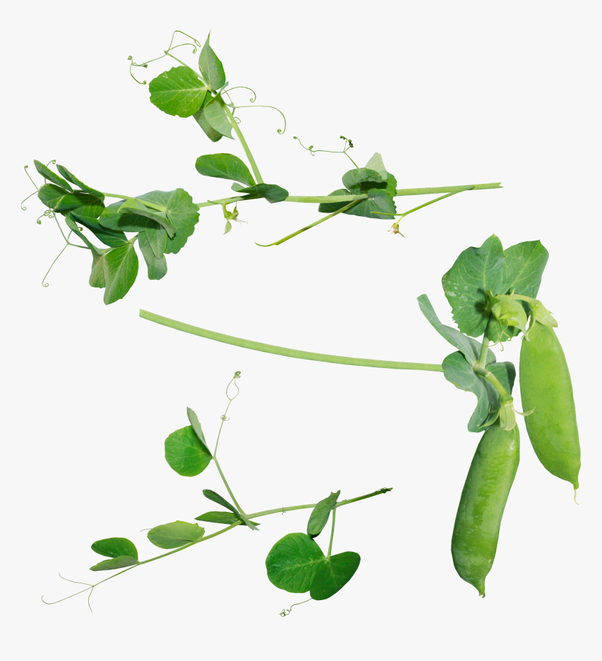 Background Pea Transparent - Sweet Pea Plant Png, Png Download, Free Download