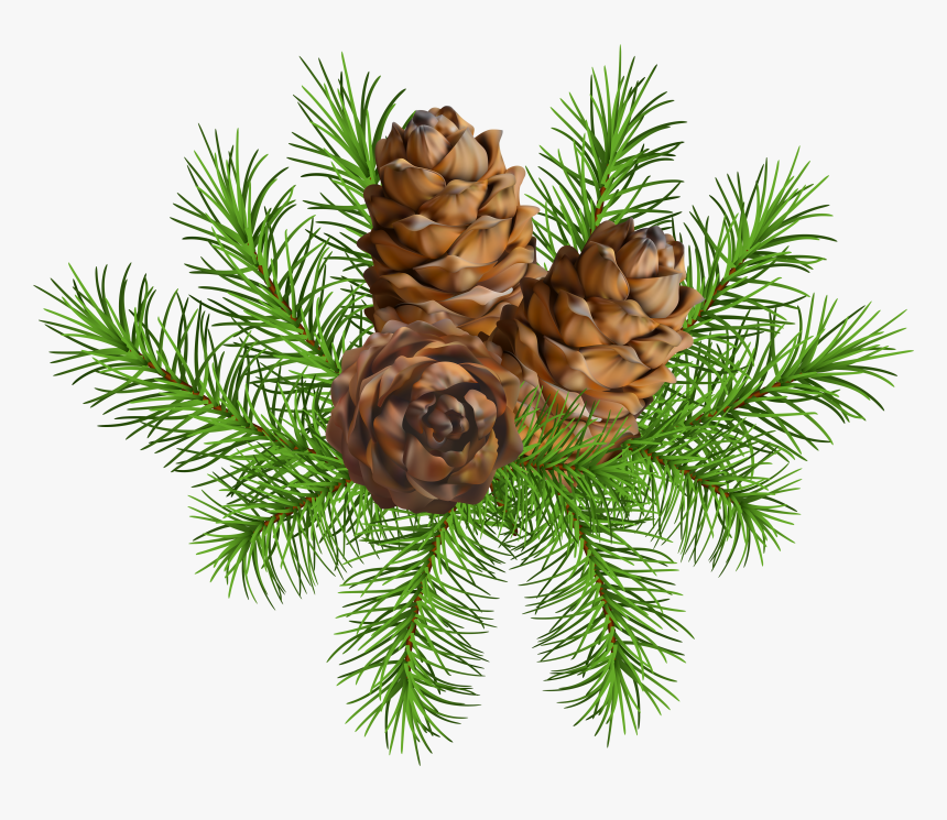 Cone Branch - Transparent Pine Cones Png, Png Download, Free Download