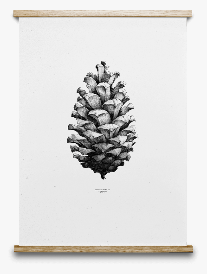 Pinecone Drawing Plant - Pine Cone Print Free, HD Png Download, Free Download