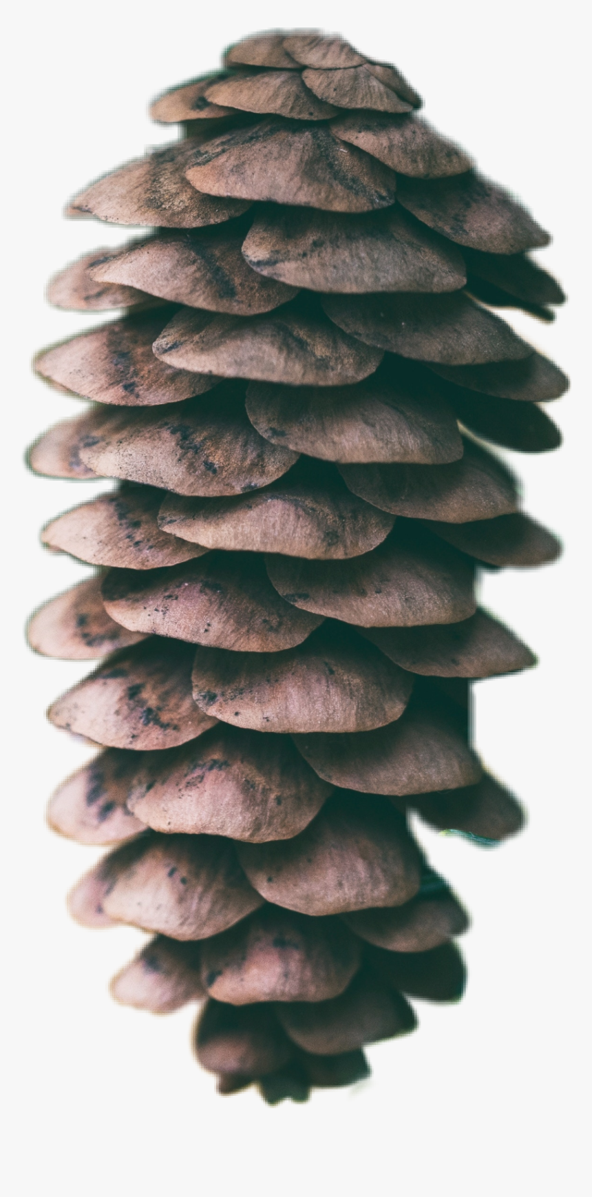 #freetoedit #pinecone #pine - Conifer Cone, HD Png Download, Free Download