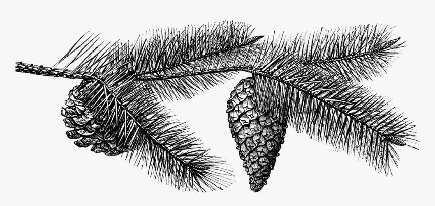 Pinecone Illustration - Transparent Background Sketch Of Pine Cone, HD Png Download, Free Download