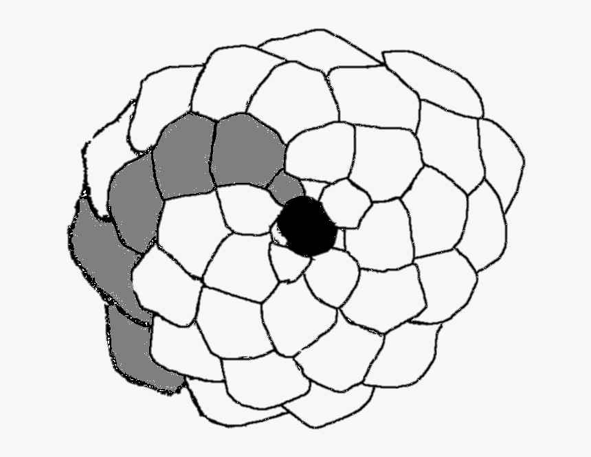 File - Pinecone2 - Fibonacci Pine Cone Drawing, HD Png Download, Free Download