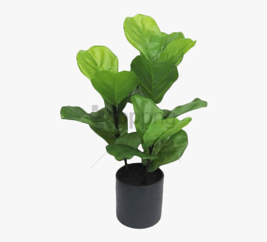 Transparent Fiddle Png - Fiddle Leaf Fig Transparent Background, Png Download, Free Download