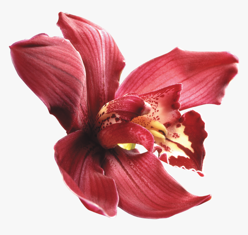 Png Клипарт "beautiful Orchids Flower - Dendrobium Orchid Png, Transparent Png, Free Download