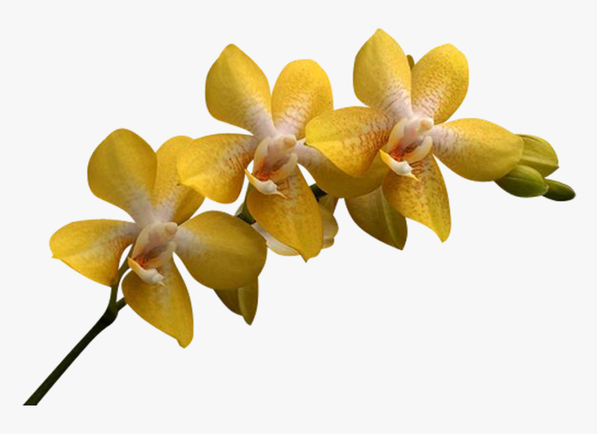Yellow Orchid Flower Png, Transparent Png, Free Download