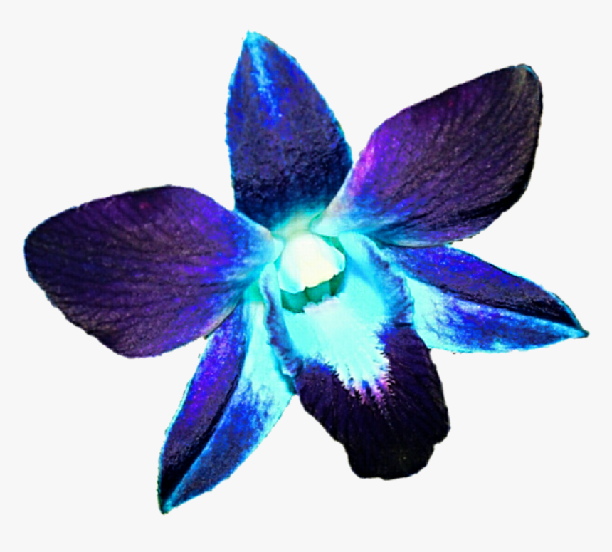 Transparent Orchids Clipart - Purple Blue Orchids Png, Png Download, Free Download
